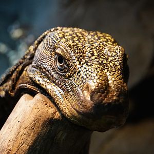 Crocodile Monitor, “Baby Kush”