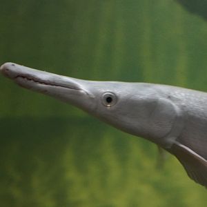 Leucistic Alligator Gar
