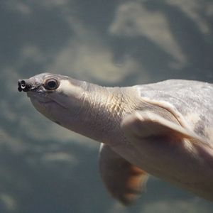 Pig Nosed Turtle
