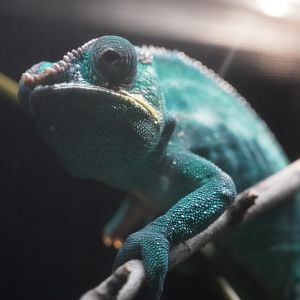 Panther Chameleon