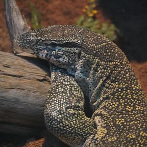 Nile Monitor, “Lyle”
