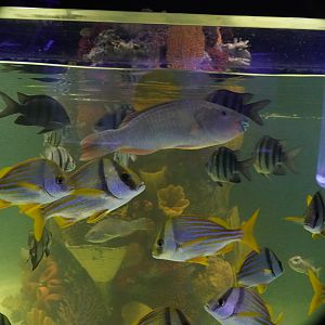 Predatory Saltwater Tank