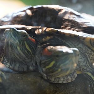 Two Headed Red Eared Slider “Chopstix”