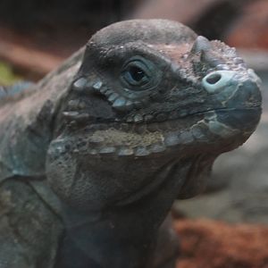 Rhinoceros Iguana “Diddy Kong”