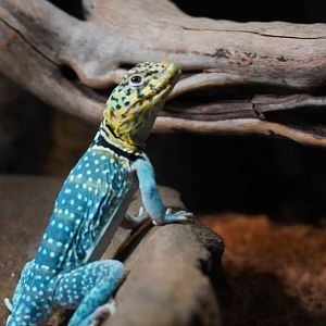 Eastern Collared Lizard