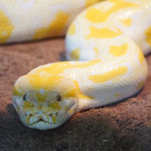 Burmese Python, “Sunrise”