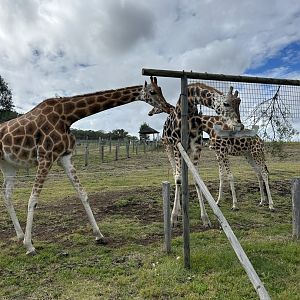 Giraffes