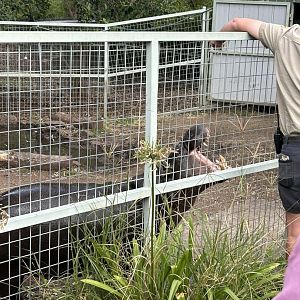 Pygmy hippo during keeper talk