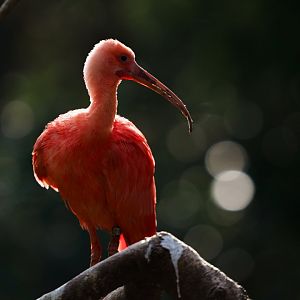 Scarlet Ibis - Izu Shaboten Zoo