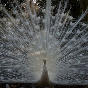 Indian Peafowl (white) - Izu Shaboten Zoo
