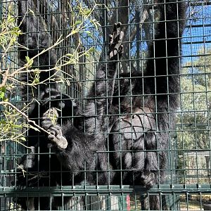Siamang pair