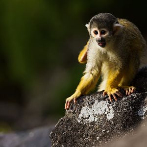 Common Squirrel Monkey - Izu Shaboten Zoo