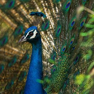 Indian Peafowl - Izu Shaboten Zoo