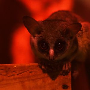Senegal Bushbaby - Izu Shaboten Zoo