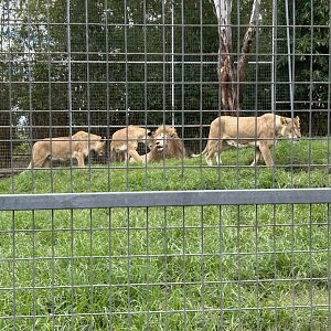 White lion male with tawny lion females