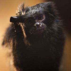 Yellow Handed Tamarin - Izu Shaboten Zoo
