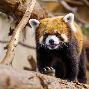 Red Panda - Izu Shaboten Zoo