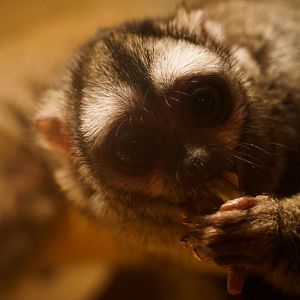 Night Monkey sp. (not sure) - Izu Shaboten Zoo