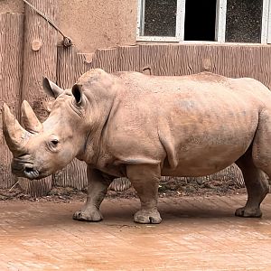 Southern White Rhinoceros