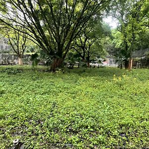 South China Tiger Exhibit