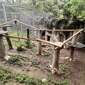 Patas Monkey Exhibit