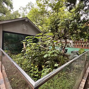 Linnaeus’ Two-toed Sloth Exhibit