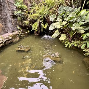 Chinese Giant Salamander Exhibit
