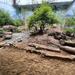 Chinese Dhole Exhibit