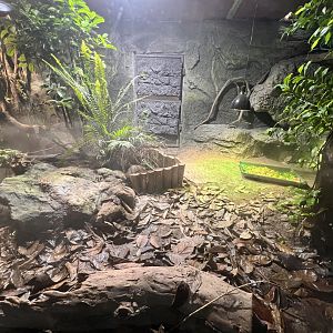 Red-footed Tortoise Terrarium