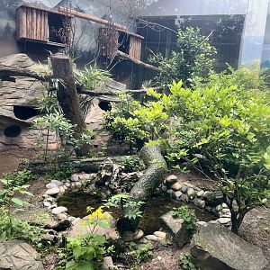 Small Indian Civet Exhibit