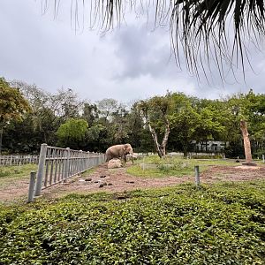 Right-side of Asian Elephant Exhibit