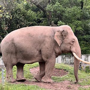 Asian Elephant
