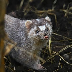Chinese ferret-badger (Melogale moschata)