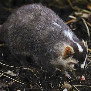 Chinese ferret-badger (Melogale moschata)
