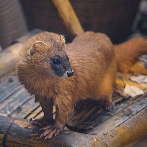 Siberian weasel (Mustela sibirica)