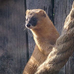 Siberian weasel (Mustela sibirica)