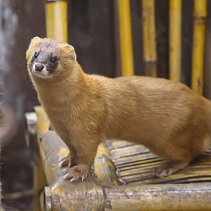 Siberian weasel (Mustela sibirica)