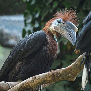 Black-casqued hornbill (Ceratogymna atrata)