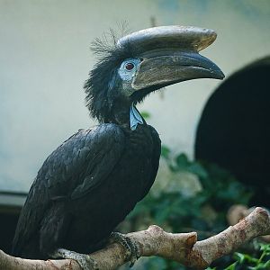 Black-casqued hornbill (Ceratogymna atrata)
