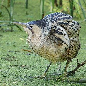 Eurasian bittern (Botaurus stellaris)