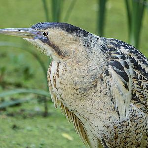Eurasian bittern (Botaurus stellaris)