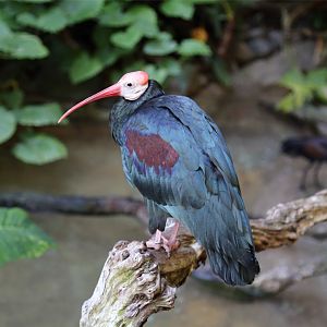 Southern Bald Ibis