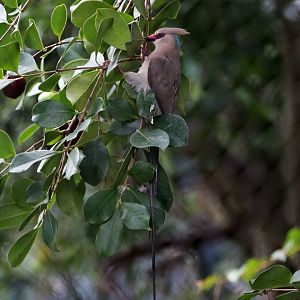 Blue-naped Mousebird (Urocolius macrourus)