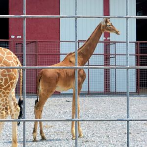 Reticulated Giraffe