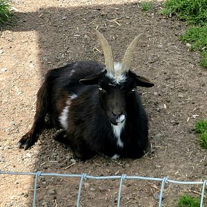 Nigerian Dwarf Goat