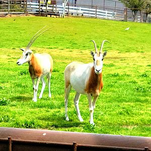 Scimitar-Horned Oryx