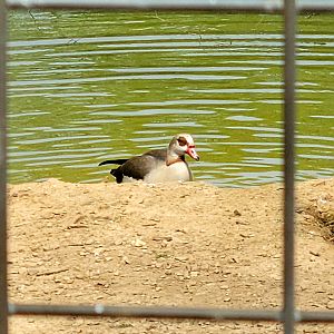 Egyptian Goose