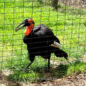 Southern Ground Hornbill