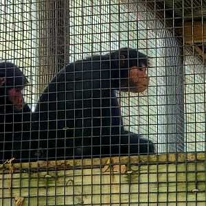 Red-Faced Spider Monkey