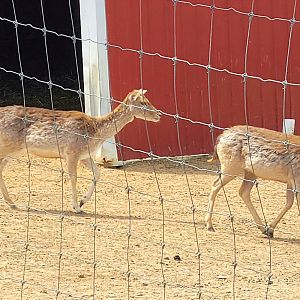 Fallow Deer